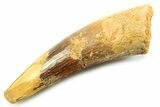 Fossil Spinosaurus Tooth - Real Dinosaur Tooth #357847-1